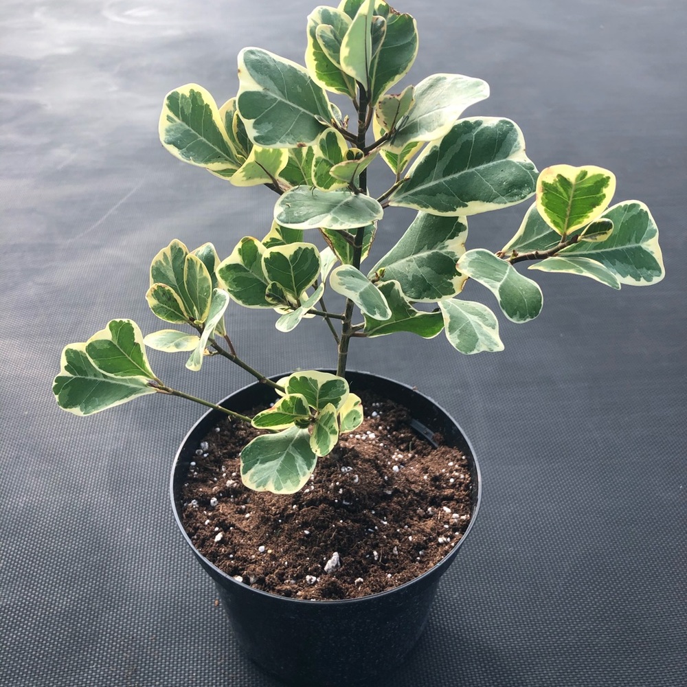 Variegated Ficus Triangularis - Picture 1 of 4
